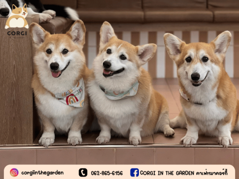 ร้านคาเฟ่คอร์กี้ ราคาหลักร้อย